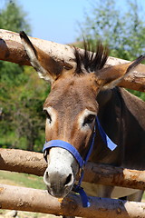 Image showing funny donkey