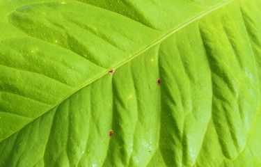 Image showing infested lemon leaf