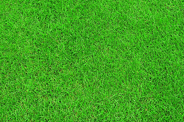 Image showing Green grass