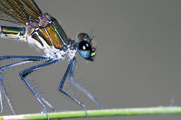 Image showing damselfly resting on branch; particular