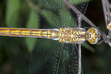 Image showing dragonfly resting on branch; particular