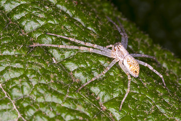 Image showing spider waiting on a leaf