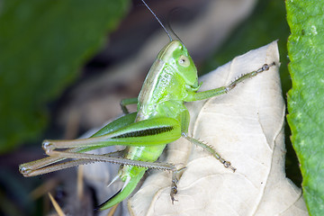 Image showing grasshopper on a dry leaf