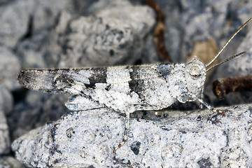 Image showing grasshopper camouflaged