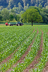 Image showing Plantation