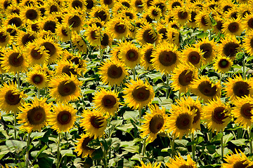 Image showing Sunflowers