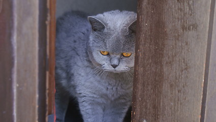 Image showing Cat Jacky