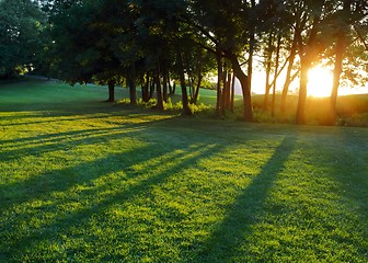 Image showing Setting sun between trees horizontal