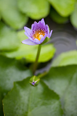 Image showing Water lily