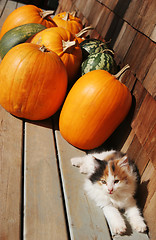 Image showing Kitten and pumpkins