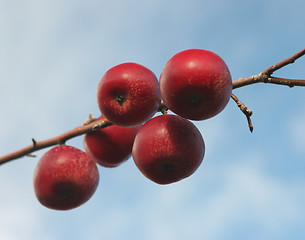 Image showing Apples