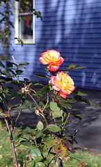 Image showing Roses