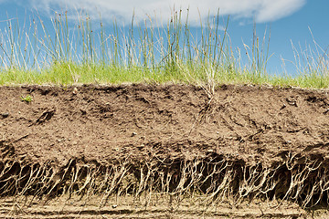 Image showing Earth soil cross section