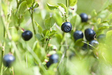 Image showing Wild blueberries