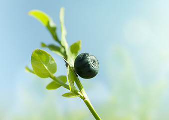 Image showing Wild blueberry macro