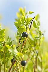 Image showing Wild blueberries macro
