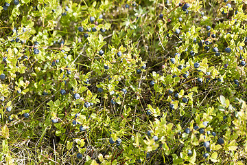 Image showing Wild blueberries