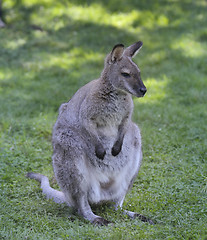 Image showing Gray  Kangaroo 