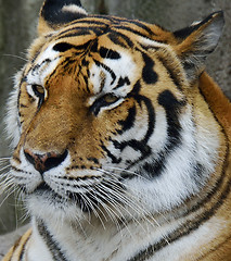 Image showing Amur Tiger