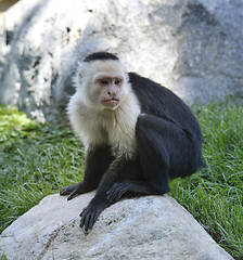 Image showing White-Throated Capuchin Monkey