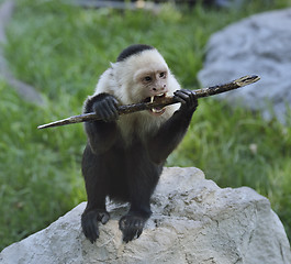 Image showing White-Throated Capuchin Monkey