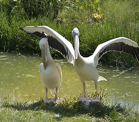 Image showing White Pelicans