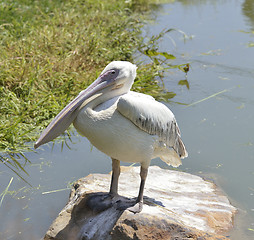 Image showing White Pelican