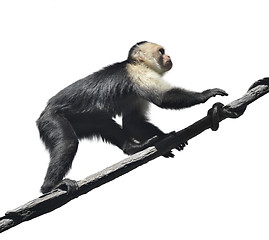 Image showing White-Throated Capuchin Monkey