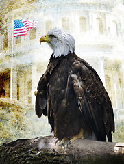 Image showing American Bald Eagle