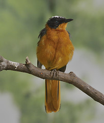 Image showing Colorful Bird