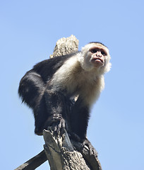 Image showing White-Throated Capuchin Monkey