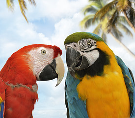 Image showing Parrots