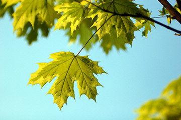 Image showing Yellow leaf autumn