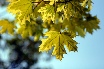 Image showing Yellow leaf autumn