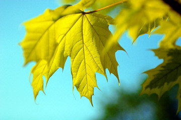 Image showing Yellow leaf autumn