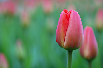 Image showing Flowers, Tulip