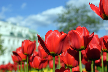 Image showing Flowers, Tulip