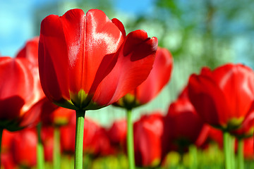 Image showing Flowers, Tulip