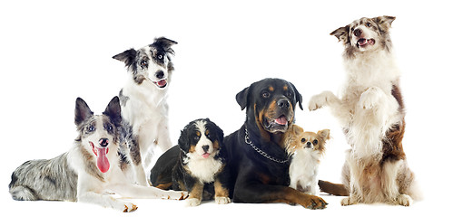 Image showing dogs