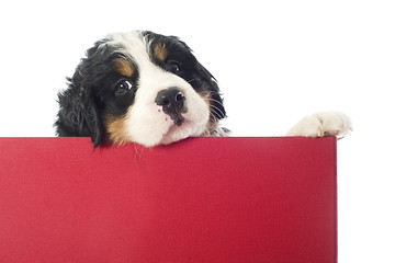 Image showing puppy bernese moutain dog in a box