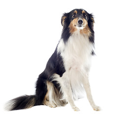 Image showing shetland dog