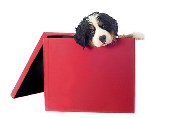 Image showing puppy bernese mountain dog in a box