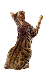 Image showing bengal cat