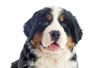 Image showing puppy bernese moutain dog