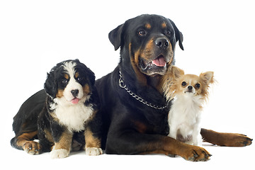 Image showing three dogs