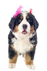 Image showing puppy bernese moutain dog