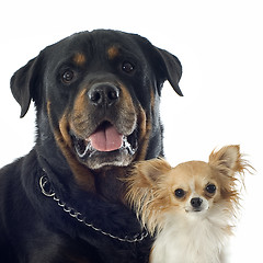 Image showing rottweiler and chihuahua