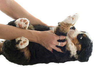 Image showing puppy bernese moutain dog