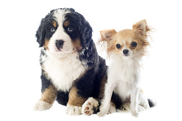 Image showing puppy bernese moutain dog and chihuahua