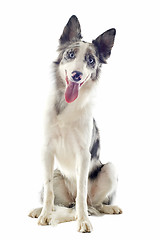 Image showing border collie